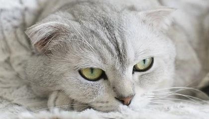 为什么广州人喝茶配点心,佛山人只专注茶本身